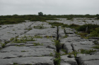 Sheshymore Limestone pavement exposes shallow water carbonates of the Brigantian, Slievenaglasha Formation. These classic kharstified exposures of tabular blocks of limestone pavement, Clints, are cut by vertical fractures, Grikes, which were widened by post glacial disolution (McNamara, & Hennessy, 2010). Fractures were intially established during Variscan folding (Coller, 1984).